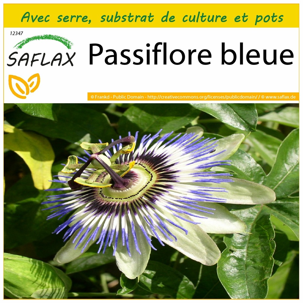 Ensemble de culture - passiflore bleue - 25 graines - passiflora caerulea