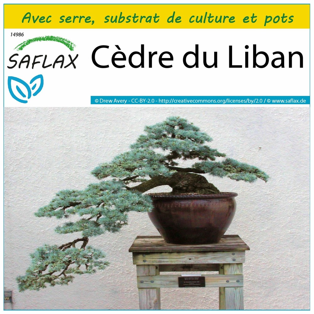Ensemble de culture - cèdre du liban - 20 graines - cedrus libani
