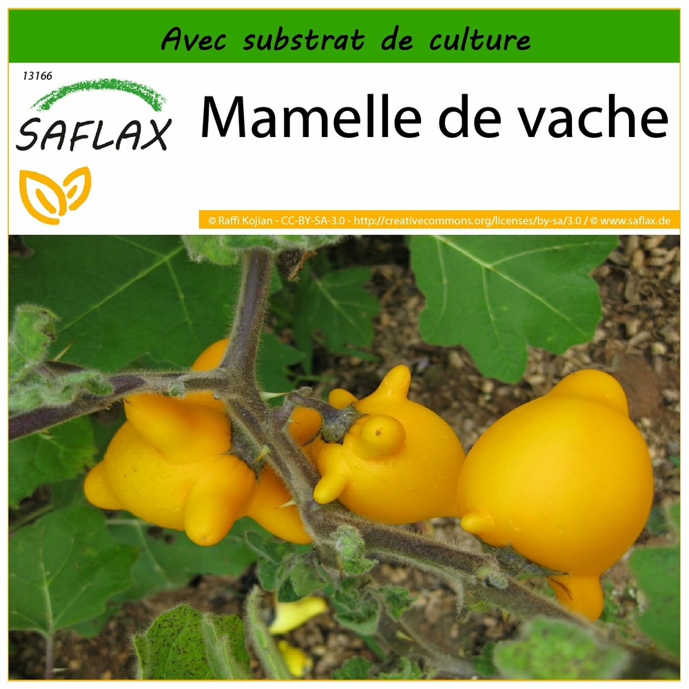 Mamelle de vache - 10 graines - avec substrat - solanum mammosum
