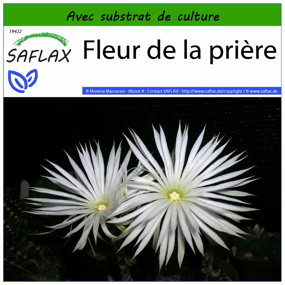 Fleur de la prière - 40 graines - avec substrat - echinopsis mirabilis