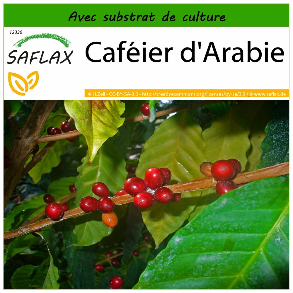 Caféier d'arabie - 8 graines - avec substrat - coffea arabica nana