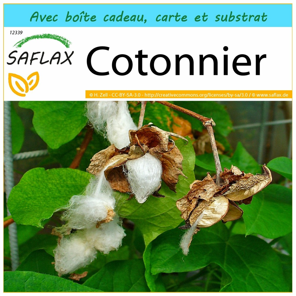 Ensemble-cadeau - cotonnier - 12 graines - gossypium herbaceum