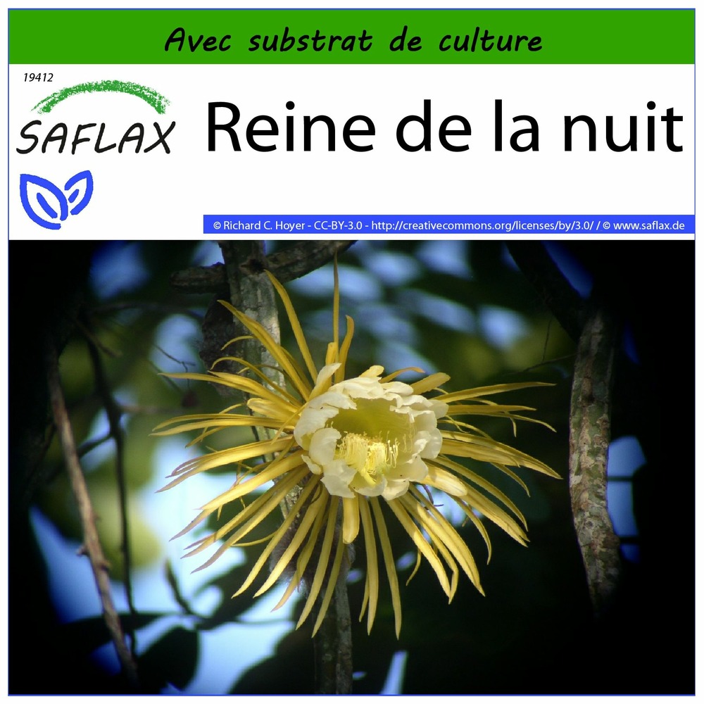 Reine de la nuit - 40 graines - avec substrat - selenicerus grandiflorus