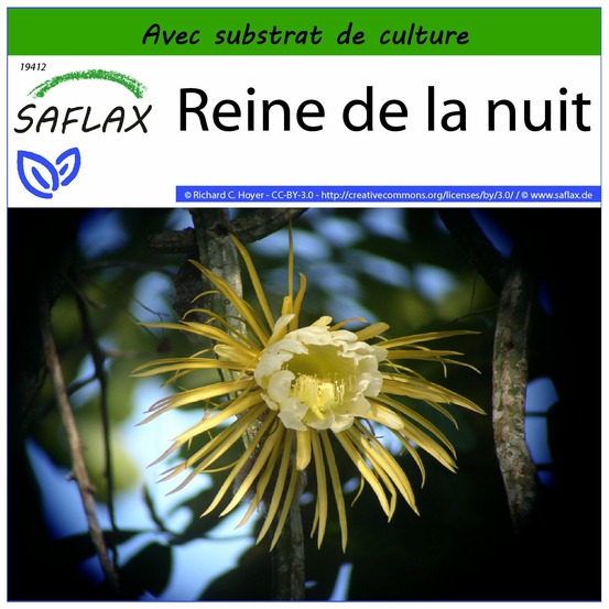Reine de la nuit - 40 graines - avec substrat - selenicerus grandiflorus