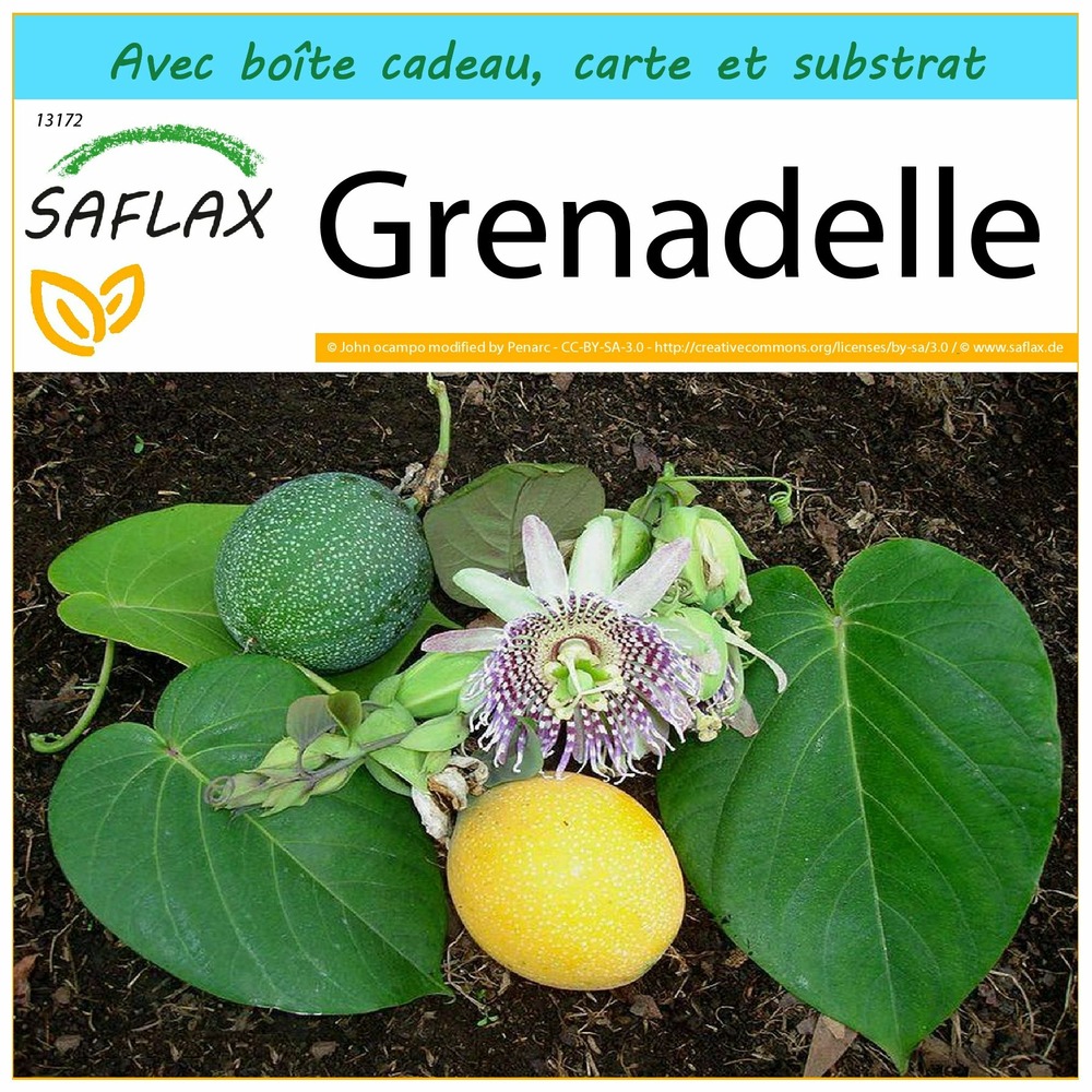 Ensemble-cadeau - grenadelle - 20 graines - passiflora ligularis