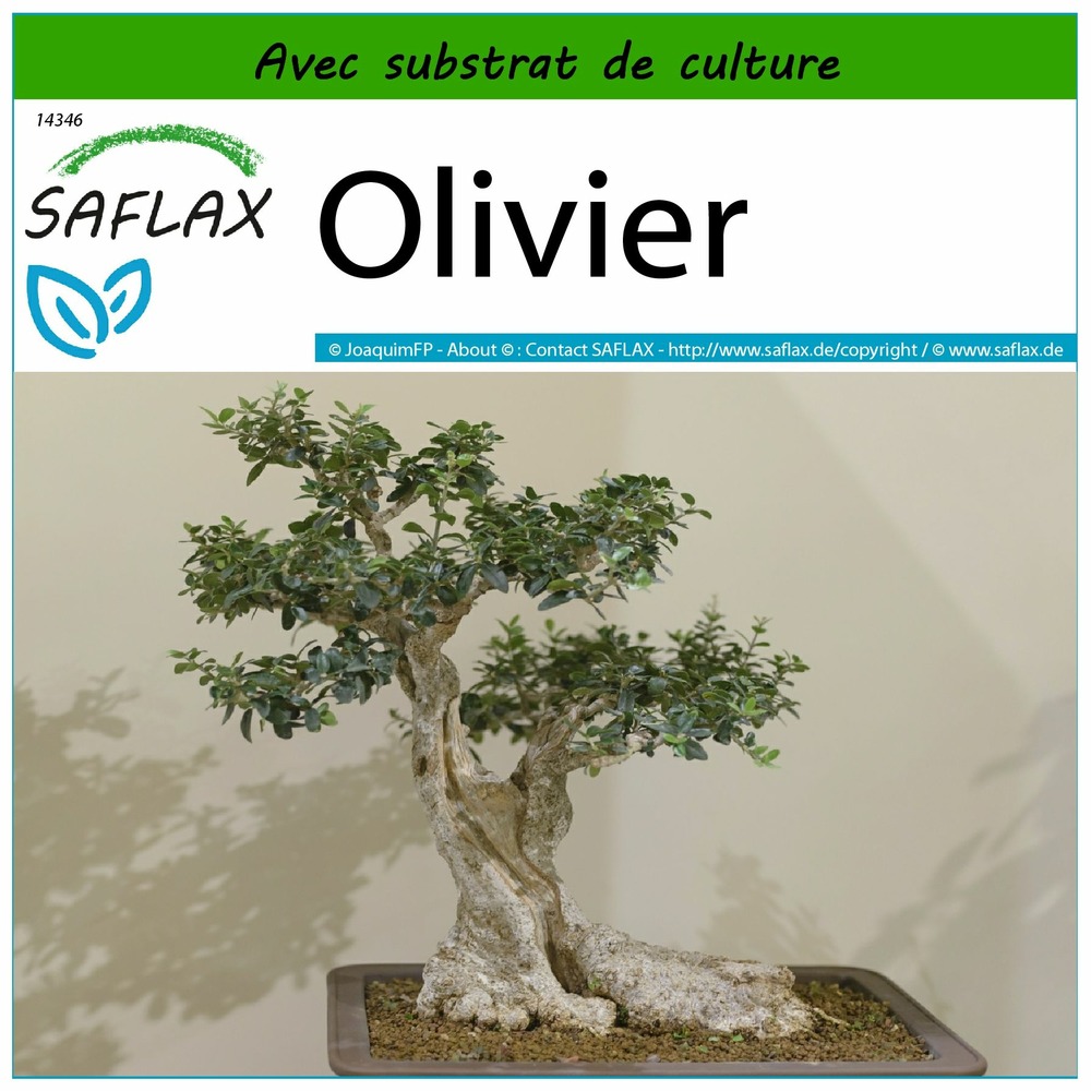 Olivier - 20 graines - avec substrat - olea europea