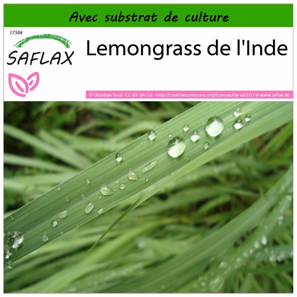 Lemongrass de l'inde - 50 graines - avec substrat - cymbopogon flexosus