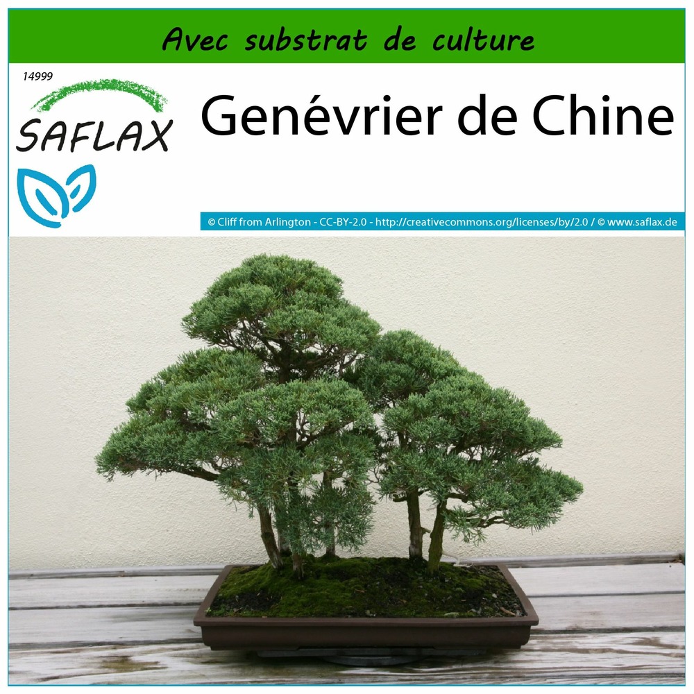 Genévrier de chine - 30 graines - avec substrat - juniperus chinensis