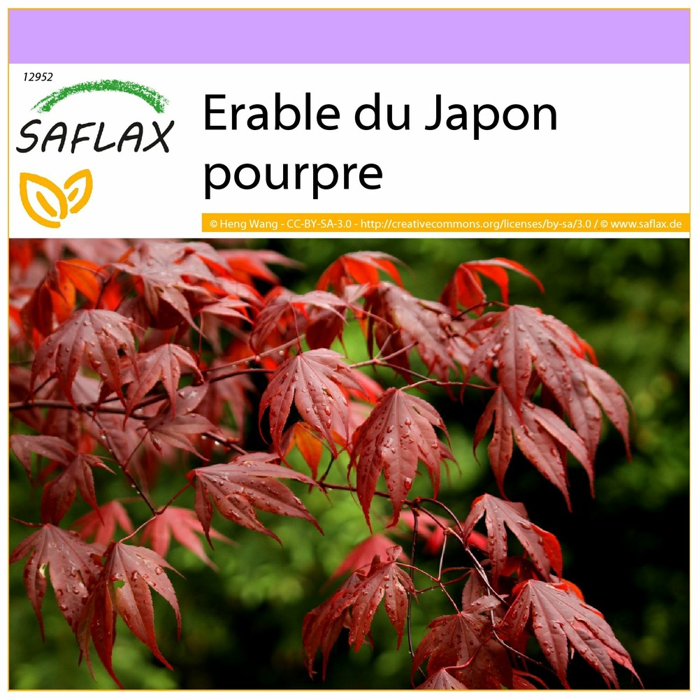 Erable du japon pourpre - 20 graines - acer palmatum atropurpureum