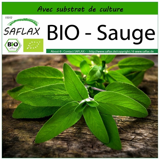 Bio - sauge - 60 graines - avec substrat - salvia officinalis