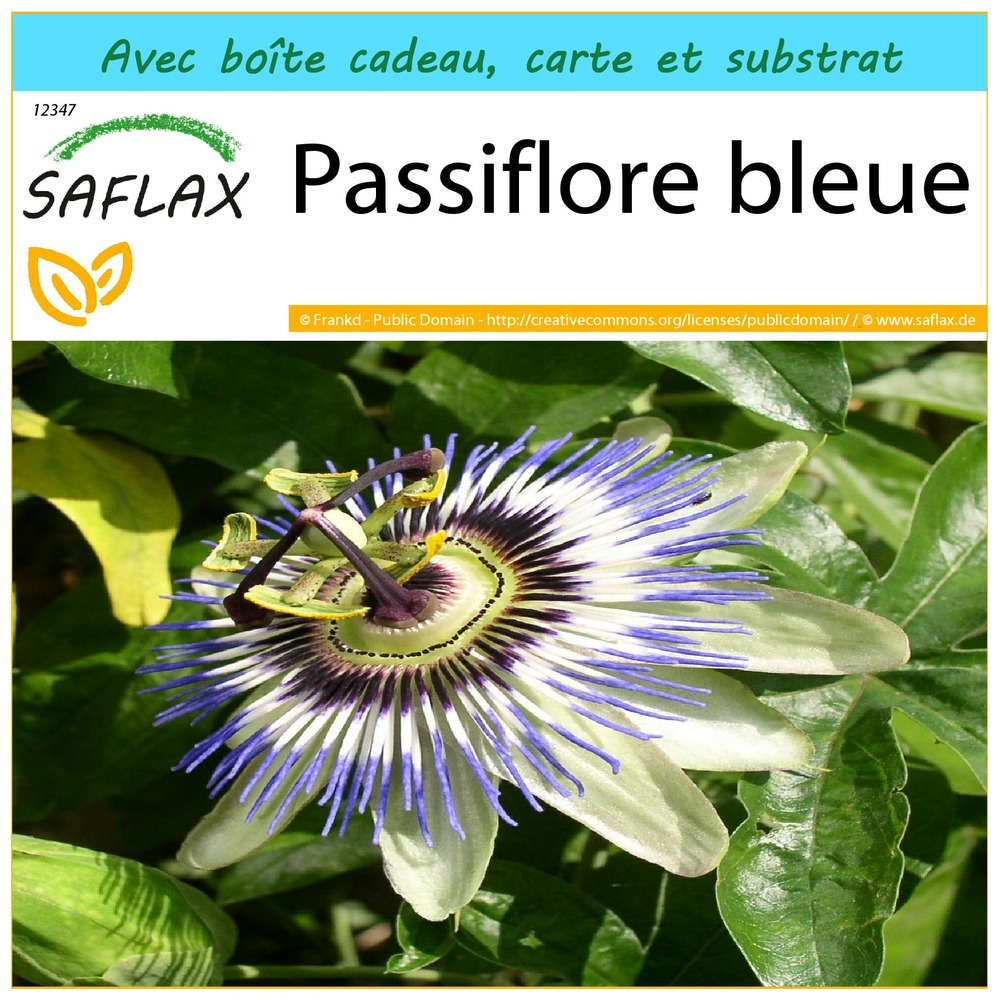 Ensemble-cadeau - passiflore bleue - 25 graines - passiflora caerulea