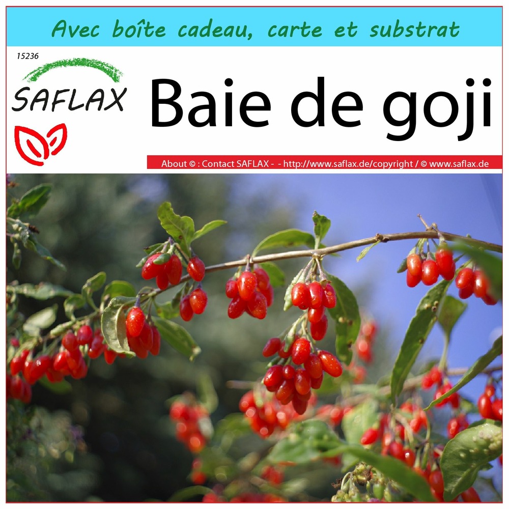 Ensemble-cadeau - baie de goji - 200 graines - lycium chinensis