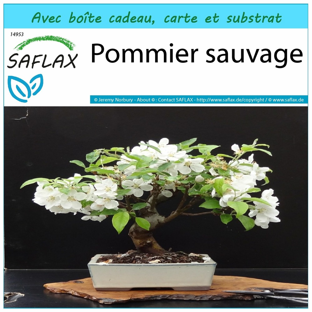 Ensemble-cadeau - pommier sauvage - 30 graines - malus sylvestris