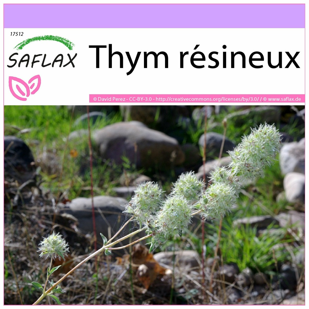 Thym résineux - 250 graines - thymus mastichina