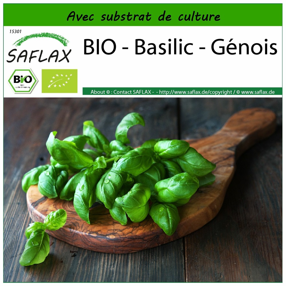 Bio - basilic - génois - 800 graines - avec substrat - ocimum basilicum