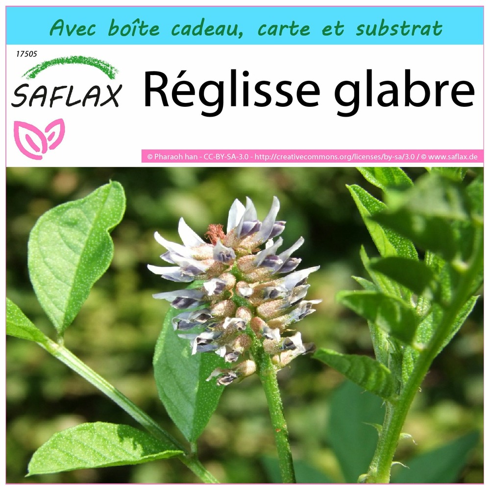 Ensemble-cadeau - réglisse glabre - 30 graines - glycyrrhiza glabra