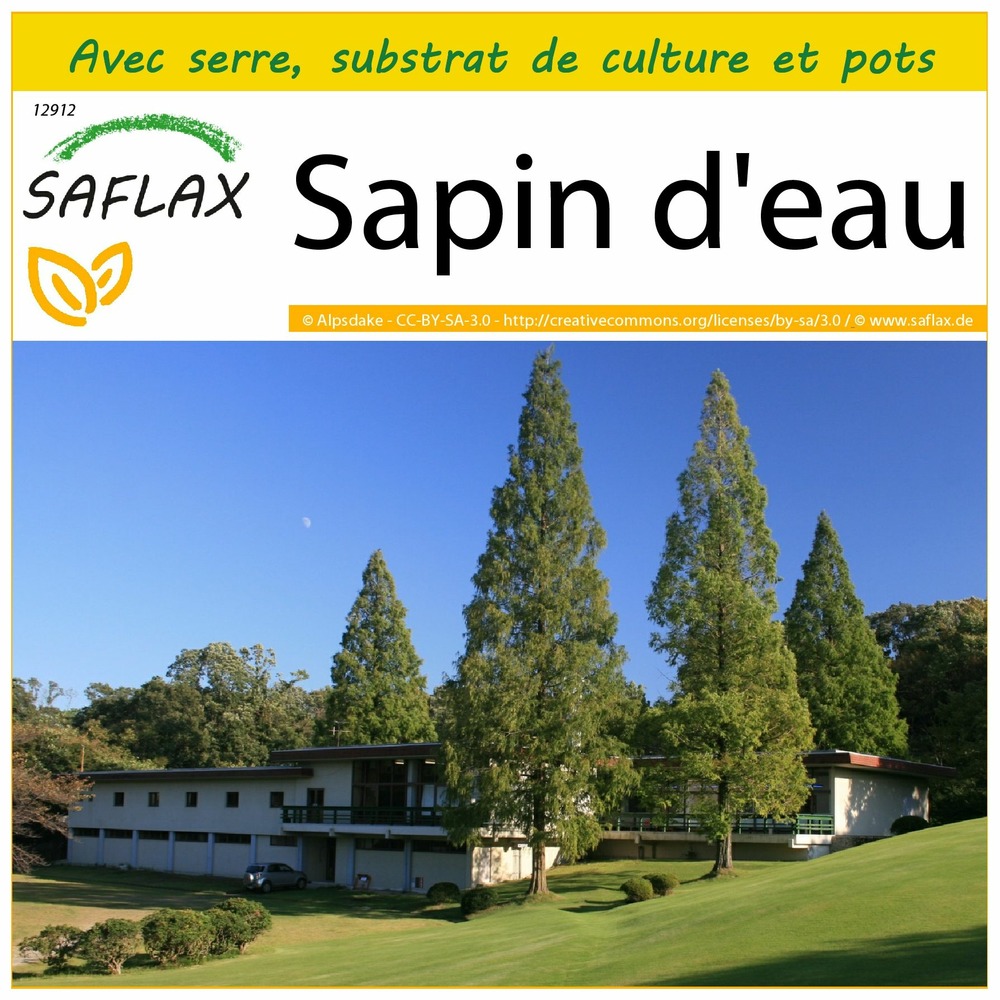 Ensemble de culture - sapin d'eau - 60 graines - metasequoia glyptostroboides
