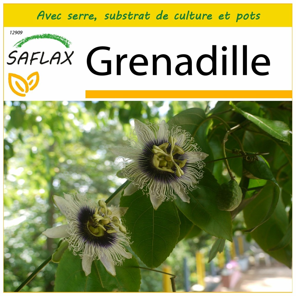 Ensemble de culture - grenadille - 40 graines - passiflora edulis