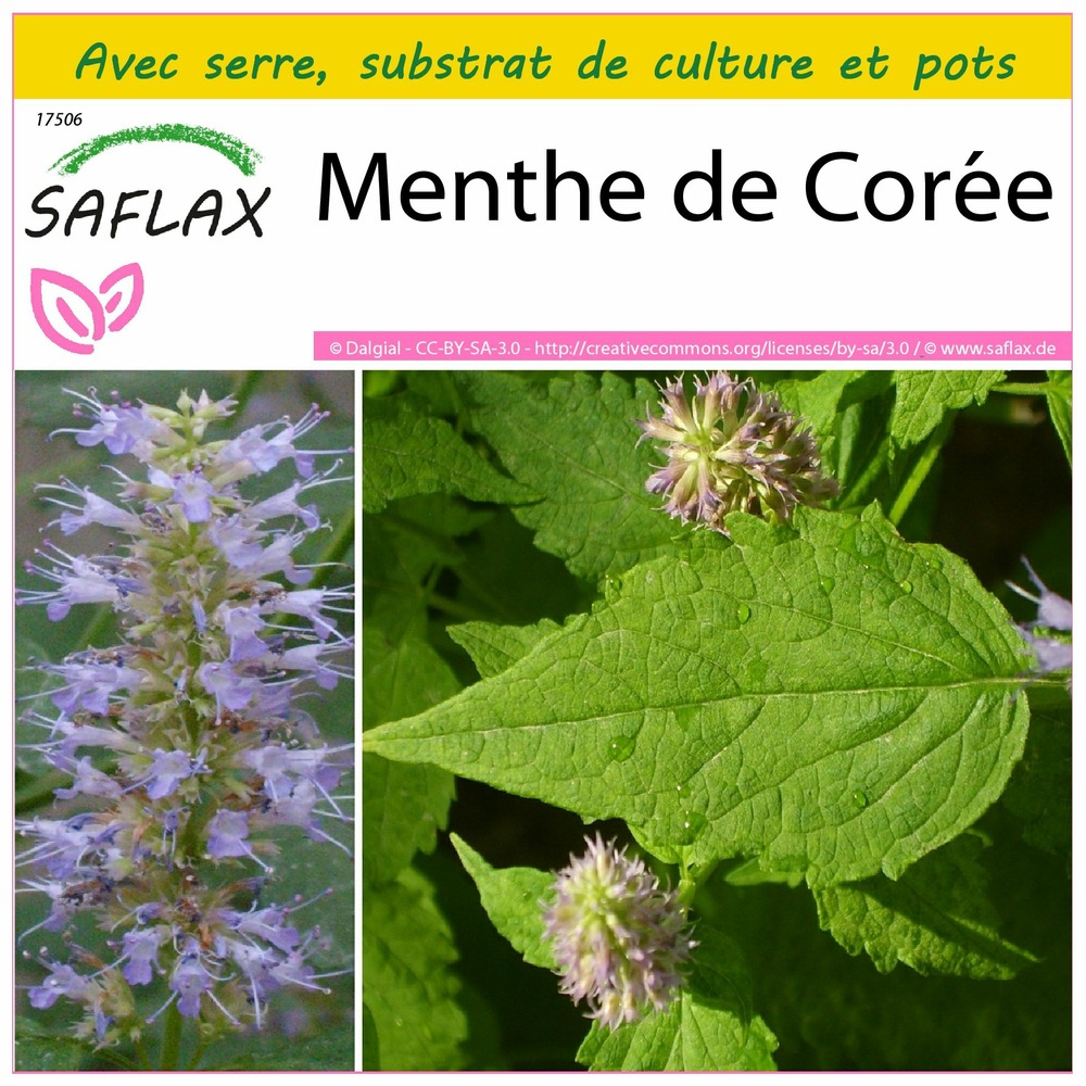 Ensemble de culture - menthe de corée - 1200 graines - agastache rugosa