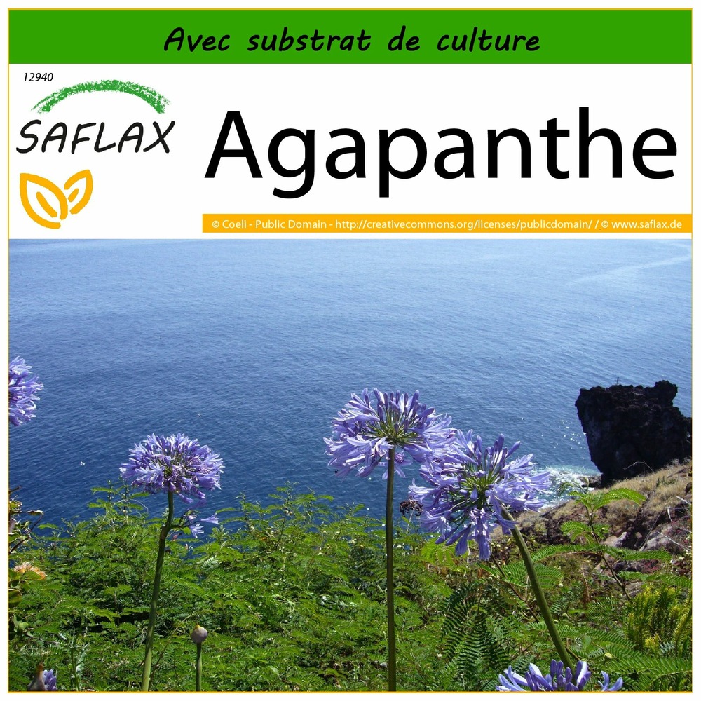 Agapanthe - 50 graines - avec substrat - agapanthus orientalis ssy. Praecox (blue)