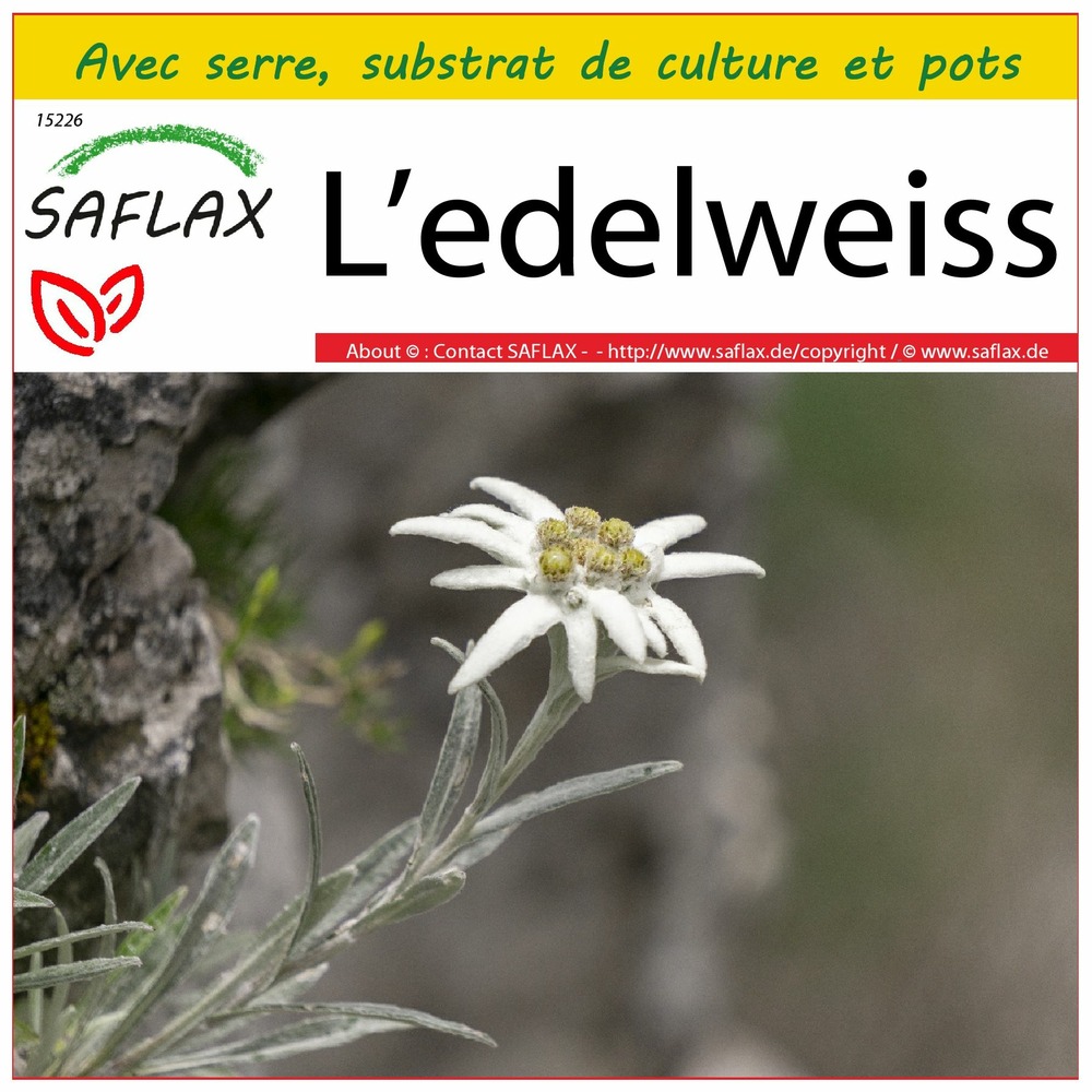 Ensemble de culture - l’edelweiss - 500 graines - leontopodium alpinum