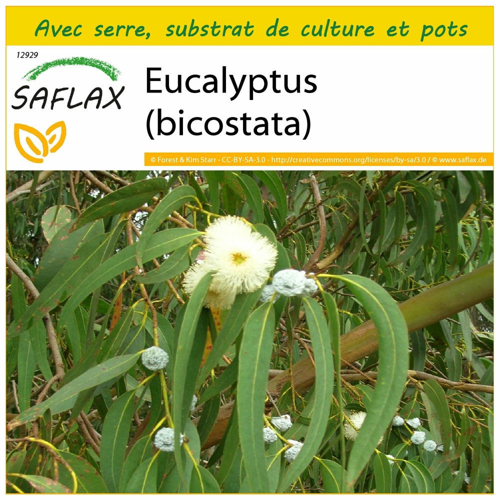 Ensemble de culture - eucalyptus (bicostata) - 100 graines - eucalyptus globulus bicostata