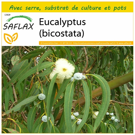 Ensemble de culture - eucalyptus (bicostata) - 100 graines - eucalyptus globulus bicostata