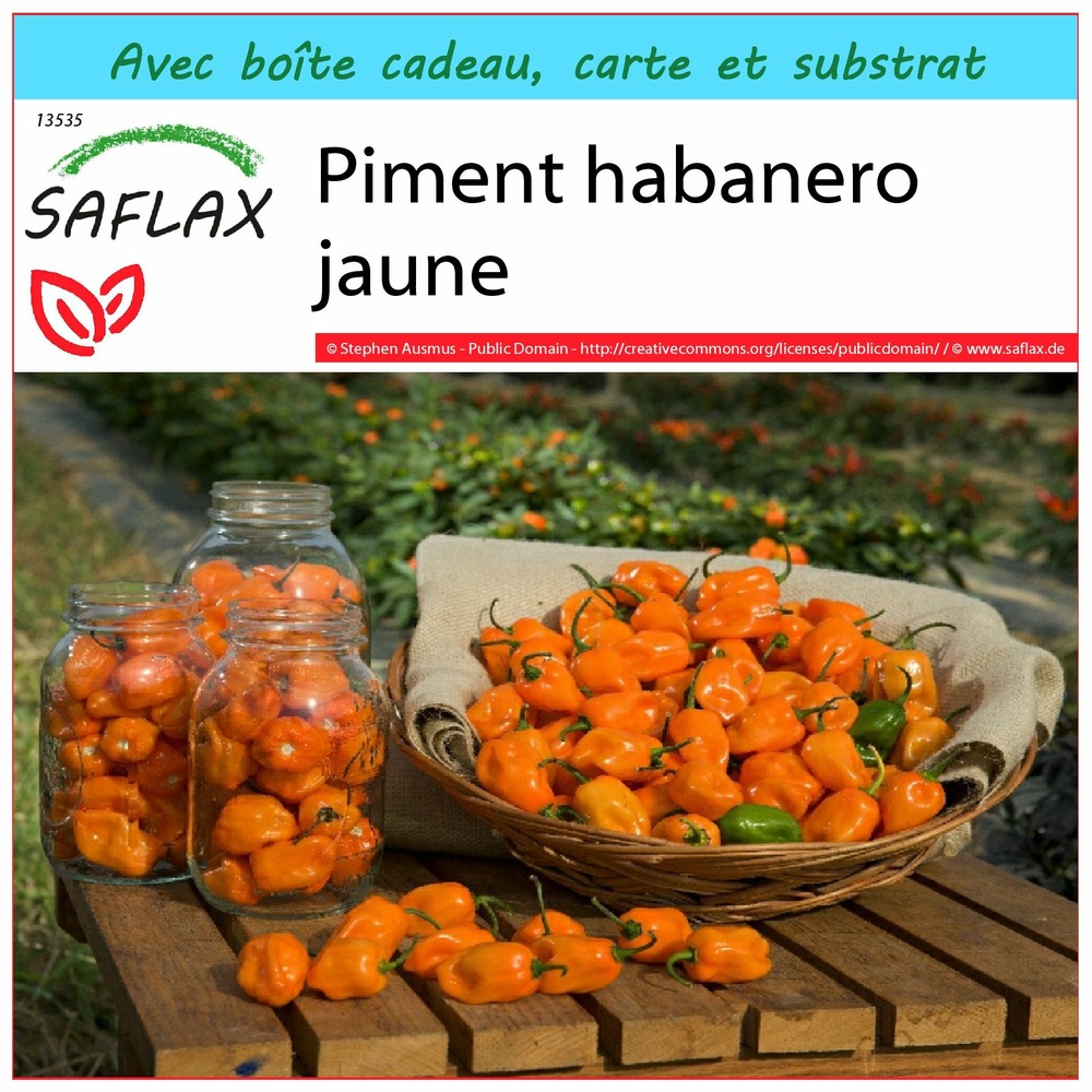 Ensemble-cadeau - piment habanero jaune - 10 graines - capsicum chinense