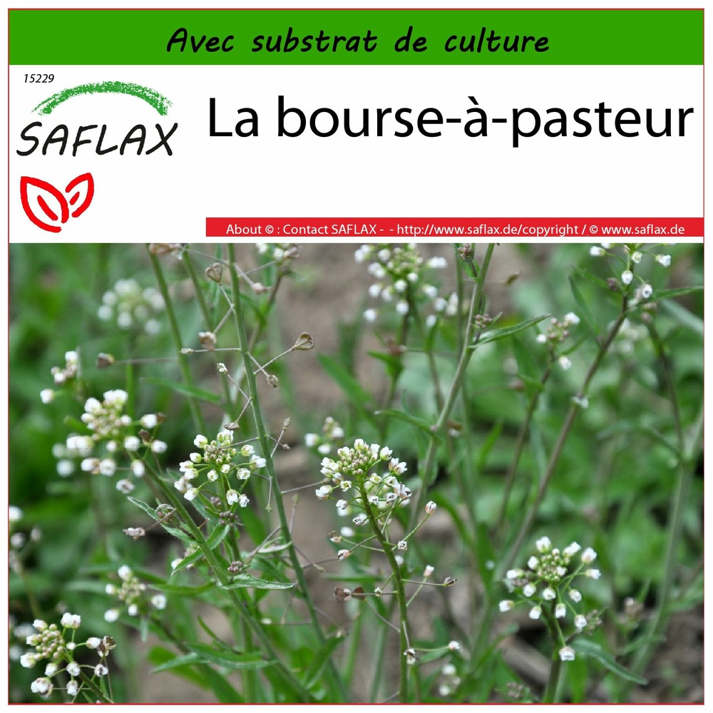 La bourse-à-pasteur - 1000 graines - avec substrat - capsella bursa-pastoris