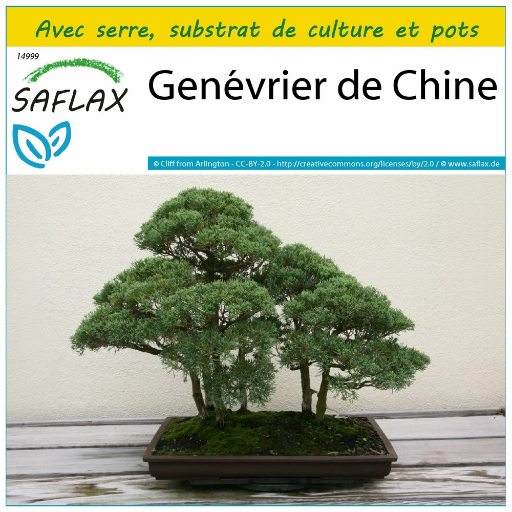 Ensemble de culture - genévrier de chine - 30 graines - juniperus chinensis