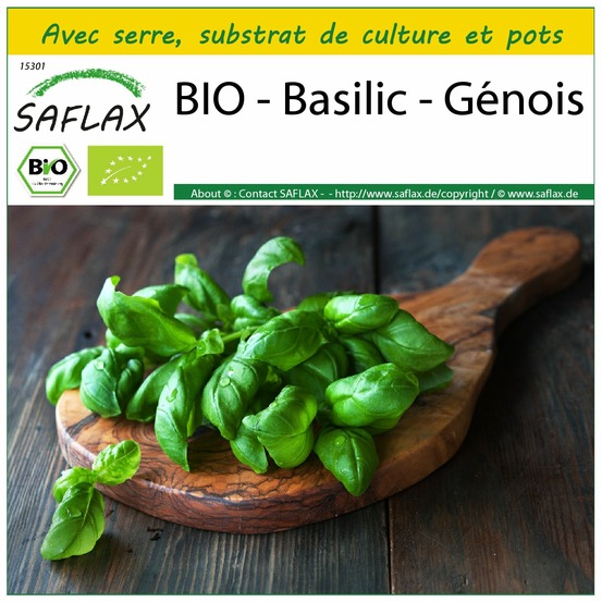 Ensemble de culture - bio - basilic - génois - 800 graines - ocimum basilicum