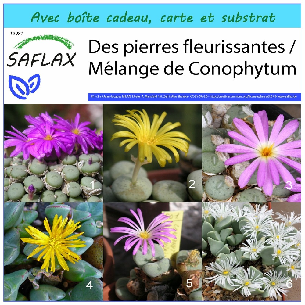 Ensemble-cadeau - des pierres fleurissantes / mélange de conophytum - 40 graines - conophytum mix