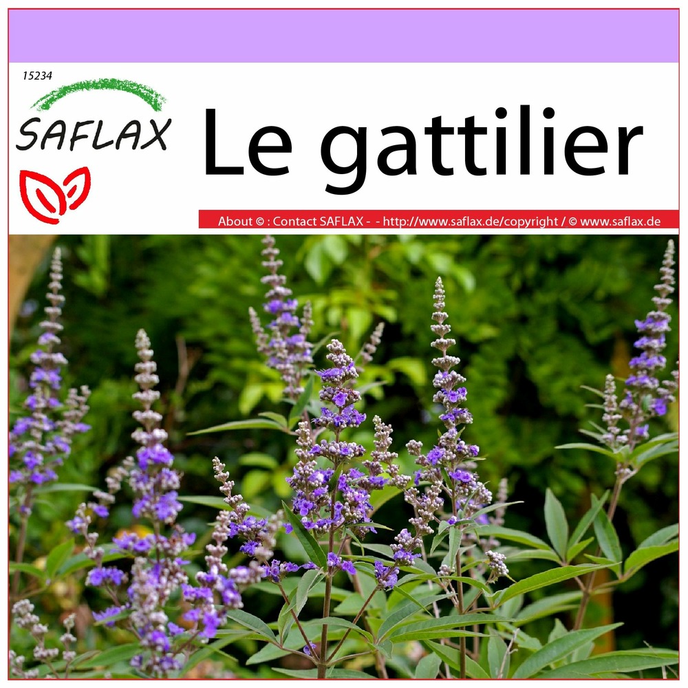 Le gattilier - 30 graines - vitex agnus-castus