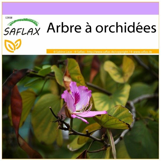 Arbre à orchidées - 8 graines - bauhinia variegata