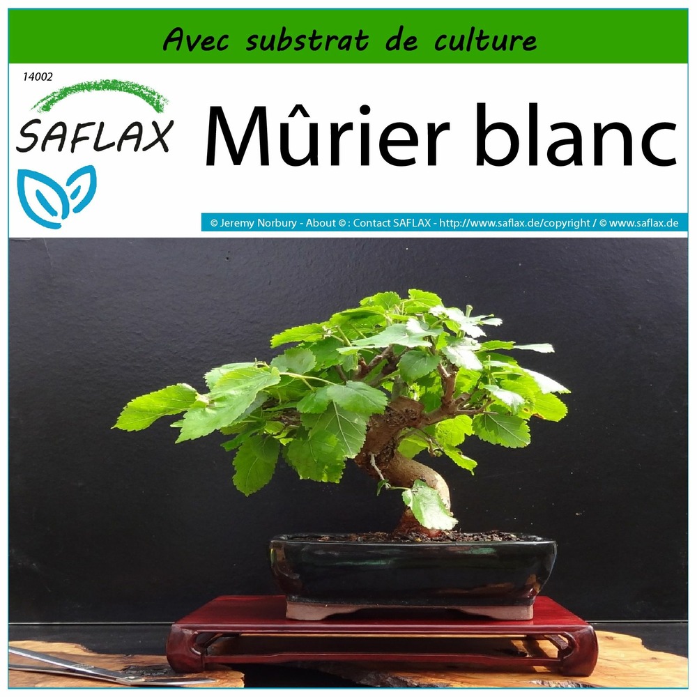 Mûrier blanc - 200 graines - avec substrat - morus alba