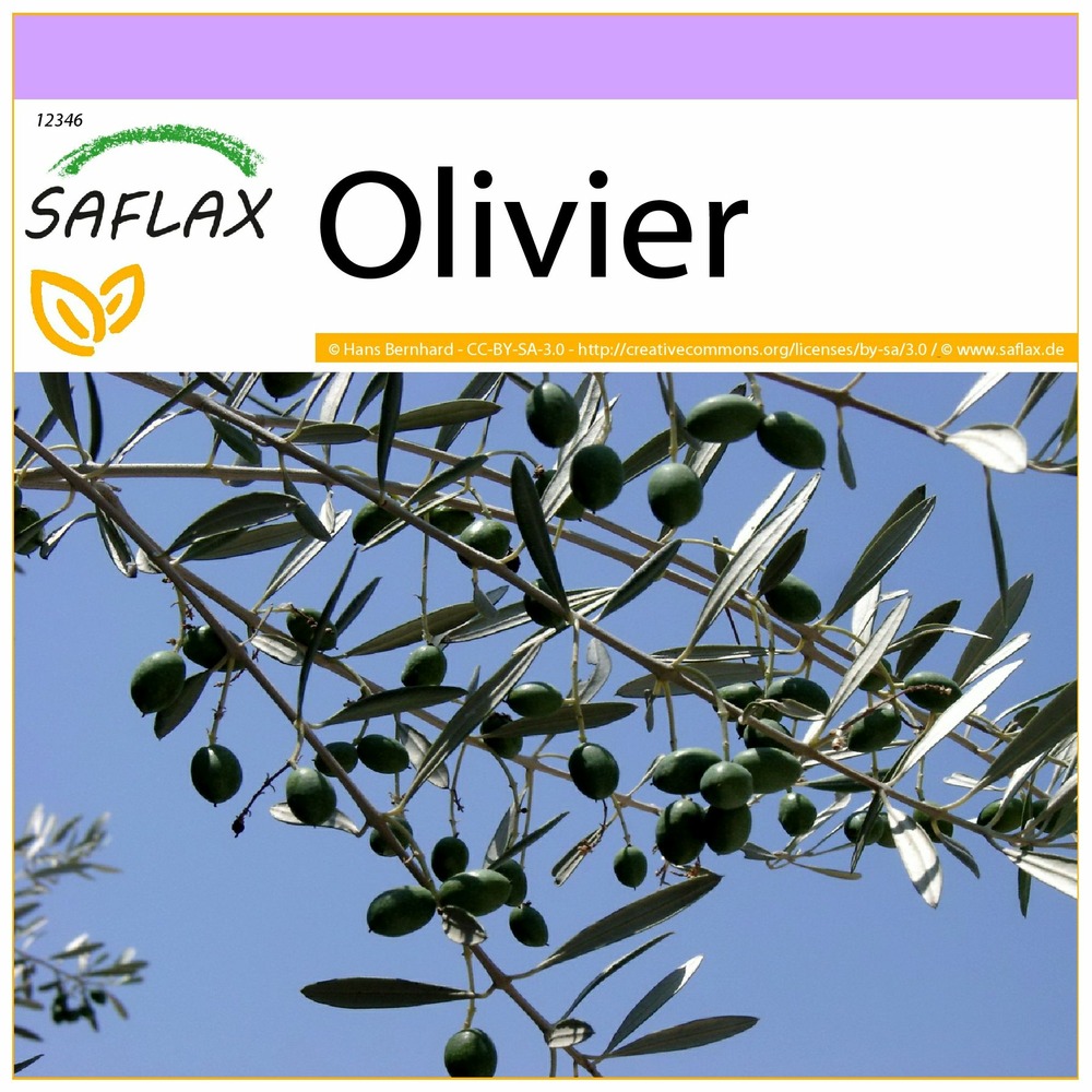Olivier - 20 graines - olea europea