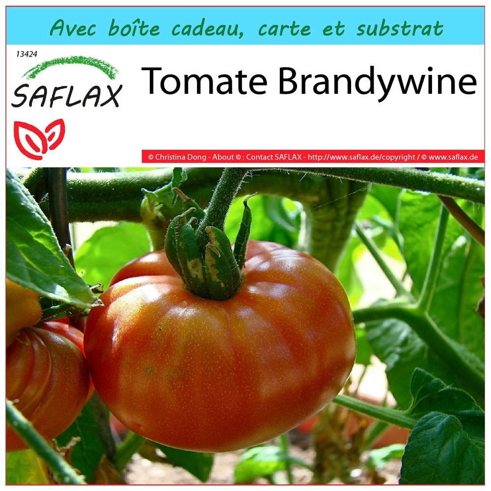 Ensemble-cadeau - tomate brandywine - 10 graines - lycopersicon esculentum