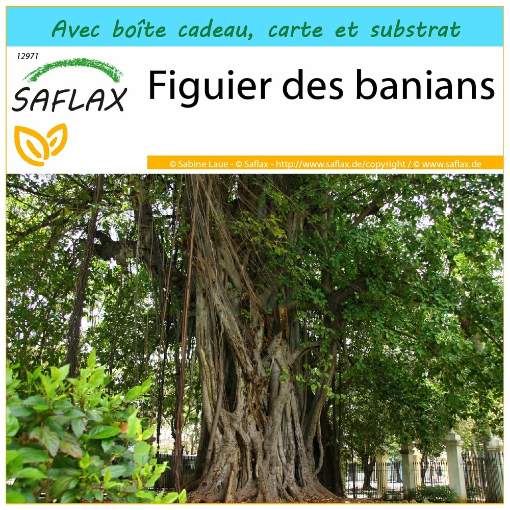 Ensemble-cadeau - figuier des banians - 20 graines - ficus benghalensis