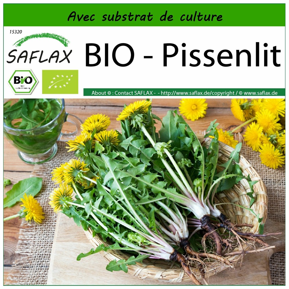 Bio - pissenlit - 400 graines - avec substrat - taraxacum officinale
