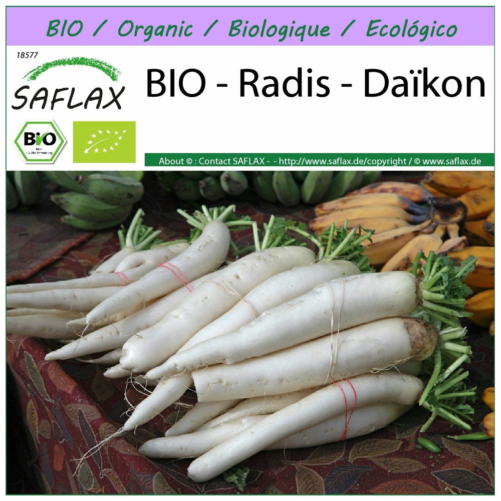 Bio - radis - daïkon - 100 graines - raphanus sativus