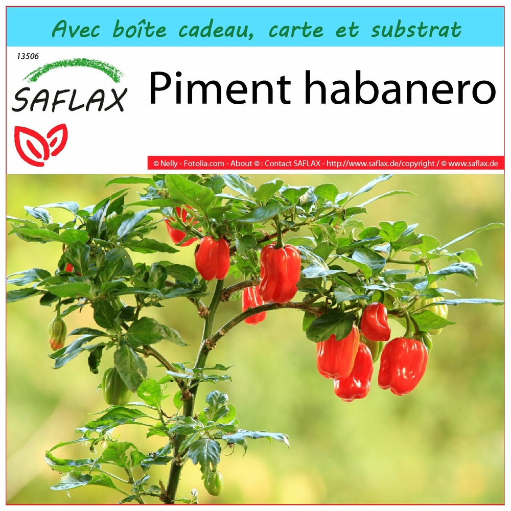 Ensemble-cadeau - piment habanero - 10 graines - capsicum chinense