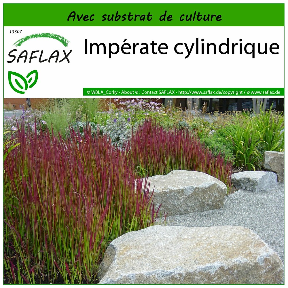 Impérate cylindrique - 50 graines - avec substrat - imperata cylindrica ...