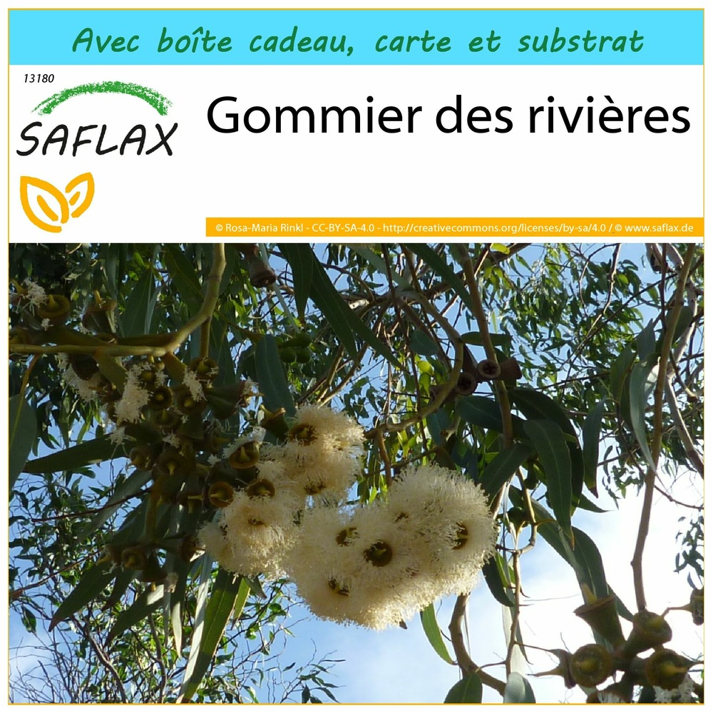 Ensemble-cadeau - gommier des rivières - 200 graines - eucalyptus camaldulensis