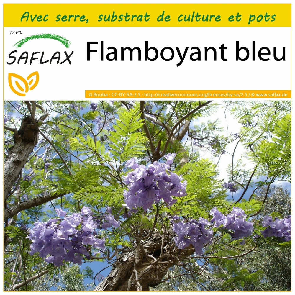 Ensemble de culture - flamboyant bleu - 50 graines - jacaranda mimosifolia