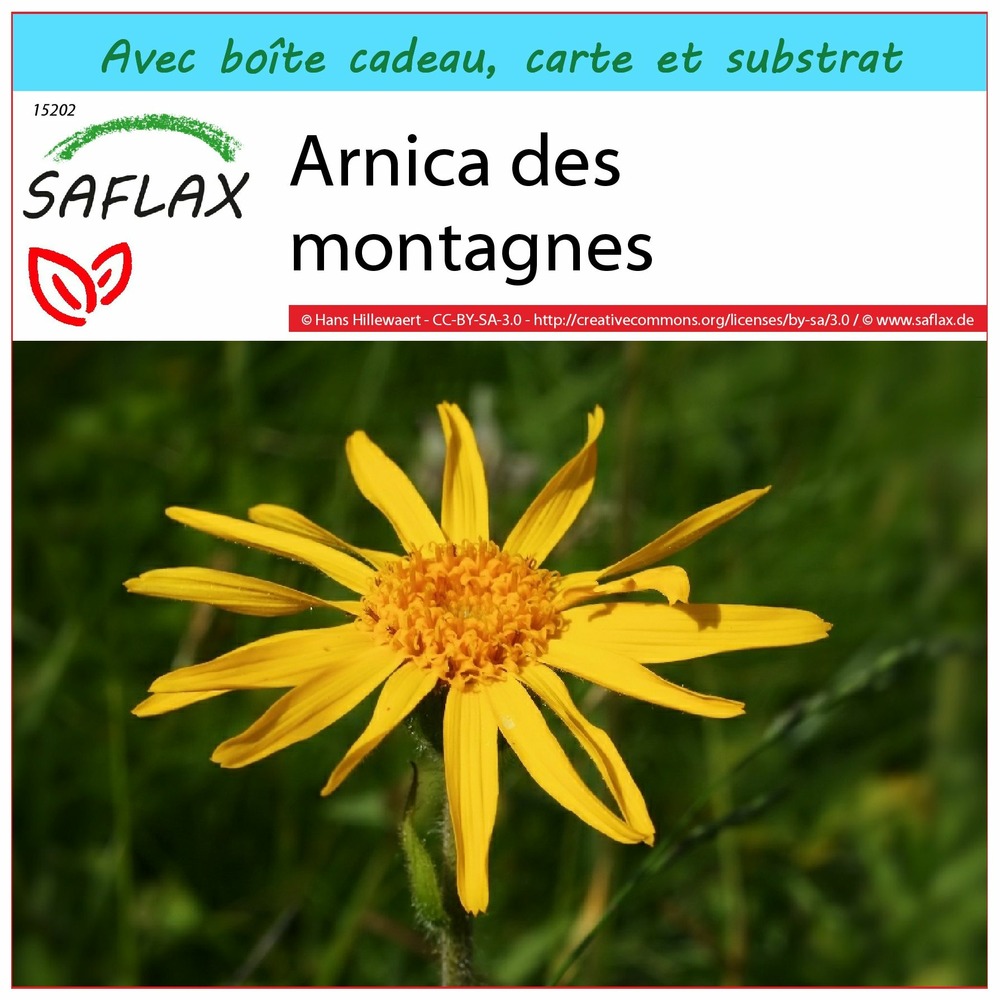 Ensemble-cadeau - arnica des montagnes - 40 graines - arnica montana