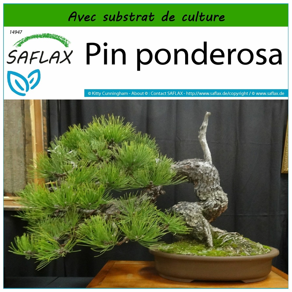 Pin ponderosa - 20 graines - avec substrat - pinus ponderosa