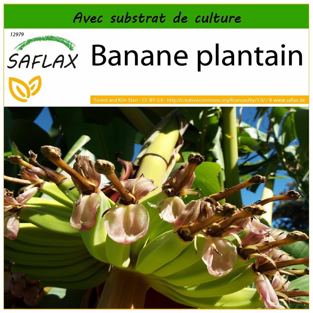 Banane plantain - 10 graines - avec substrat - musa x paradisiaca