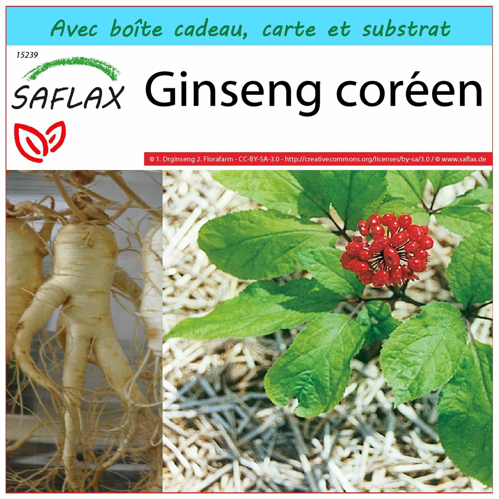 Ensemble-cadeau - ginseng coréen - 10 graines - panax ginseng