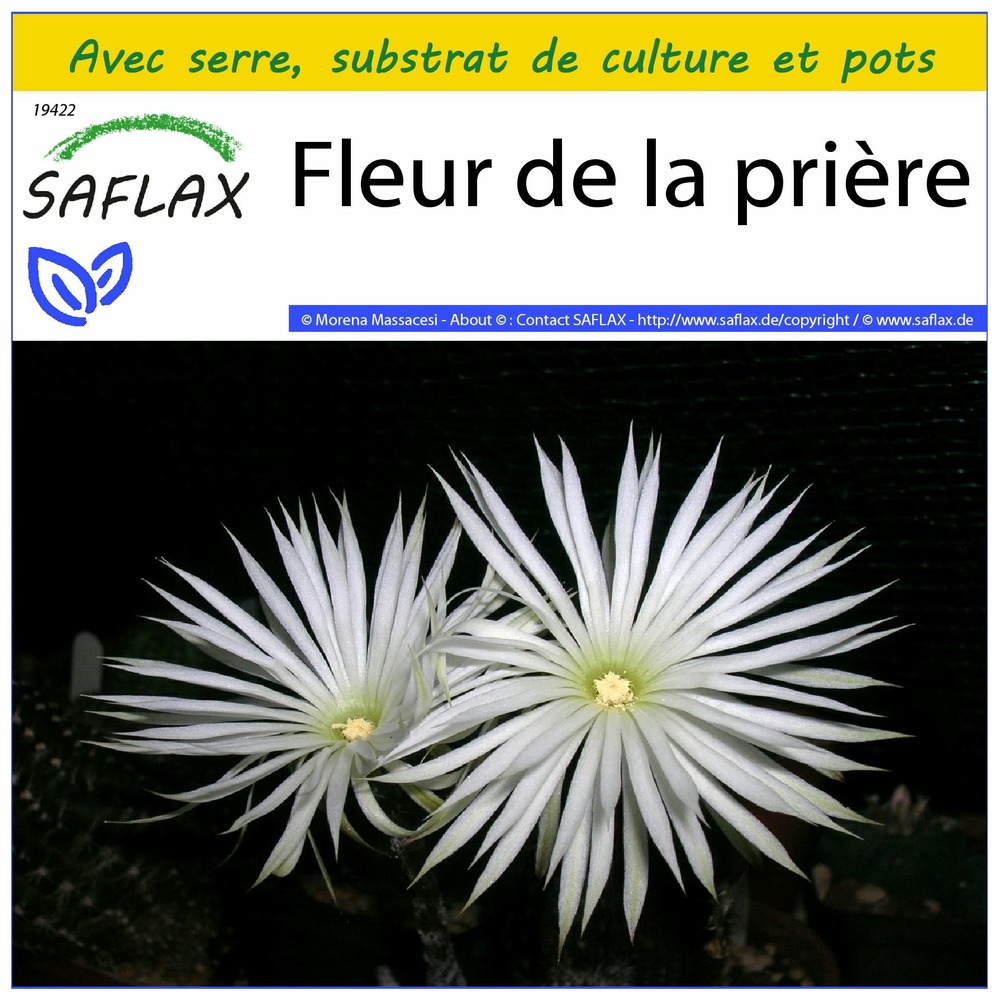 Ensemble de culture - fleur de la prière - 40 graines - echinopsis mirabilis