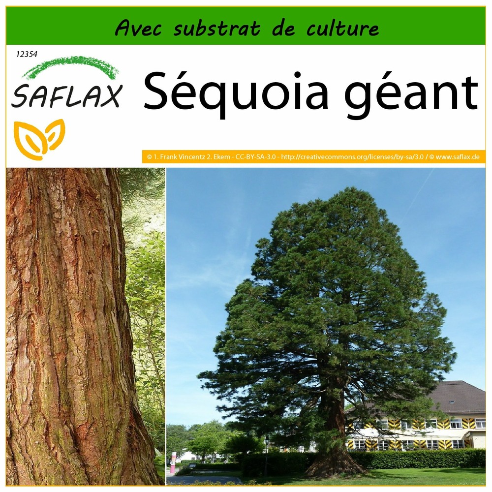 Séquoia géant - 50 graines - avec substrat - sequoiadendron gigantea